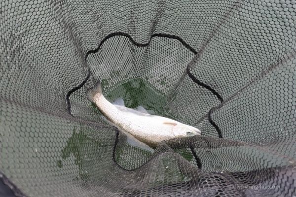 Toft Newton Reservoir - Fly Fishing For All